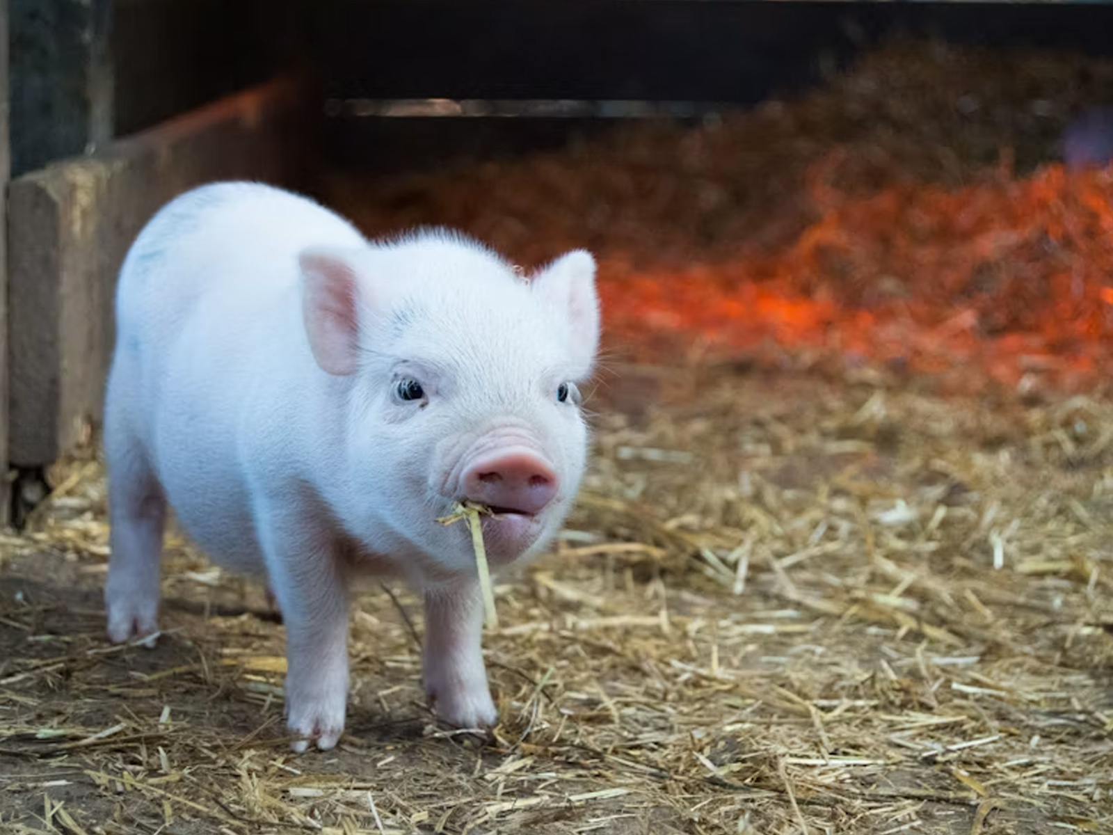 Ingredientes para alimentos para animales